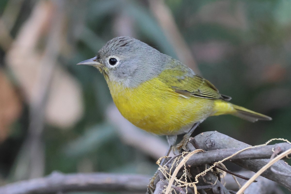 ズアカアメリカムシクイ - ML646486125