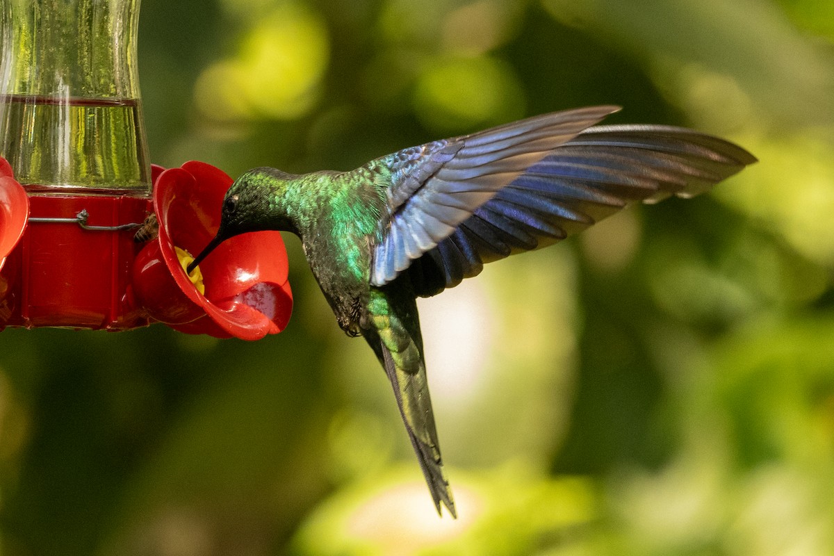 Great Sapphirewing - ML646486126