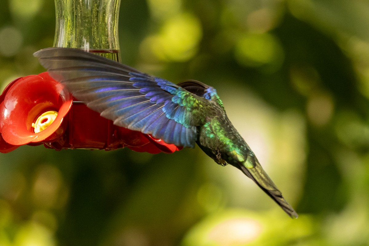 Great Sapphirewing - ML646486127