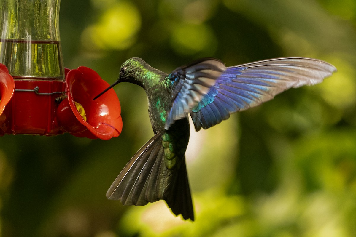 Great Sapphirewing - ML646486128