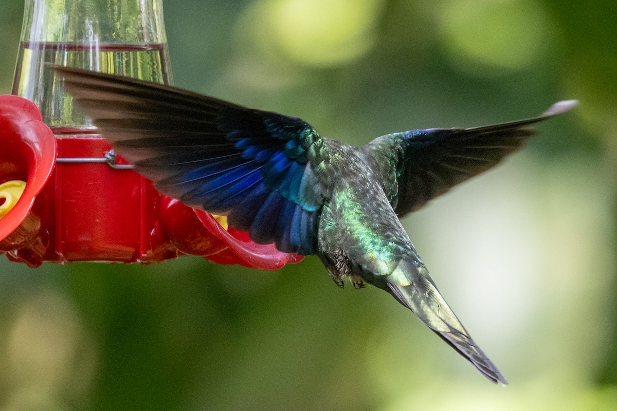 Great Sapphirewing - ML646486129