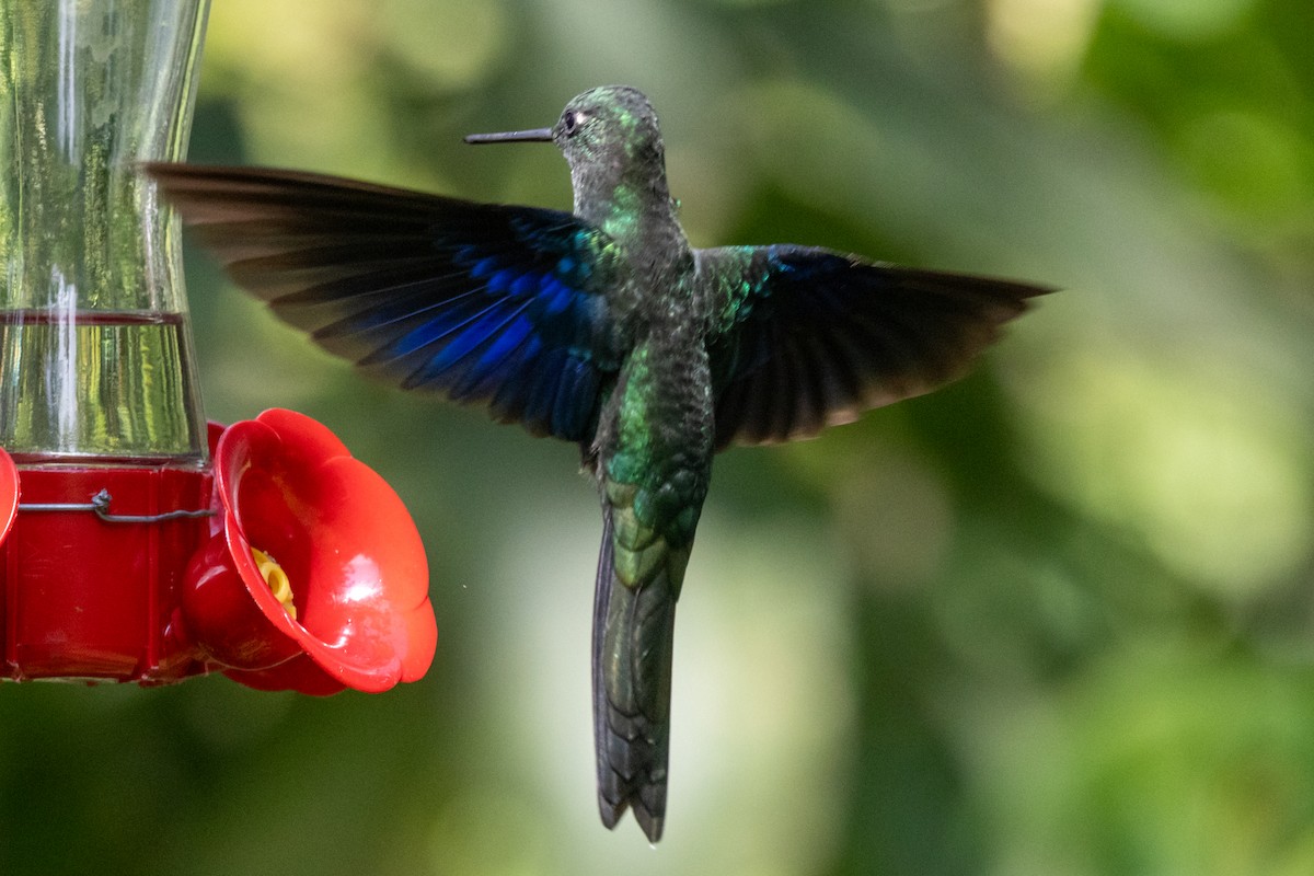 Great Sapphirewing - ML646486130