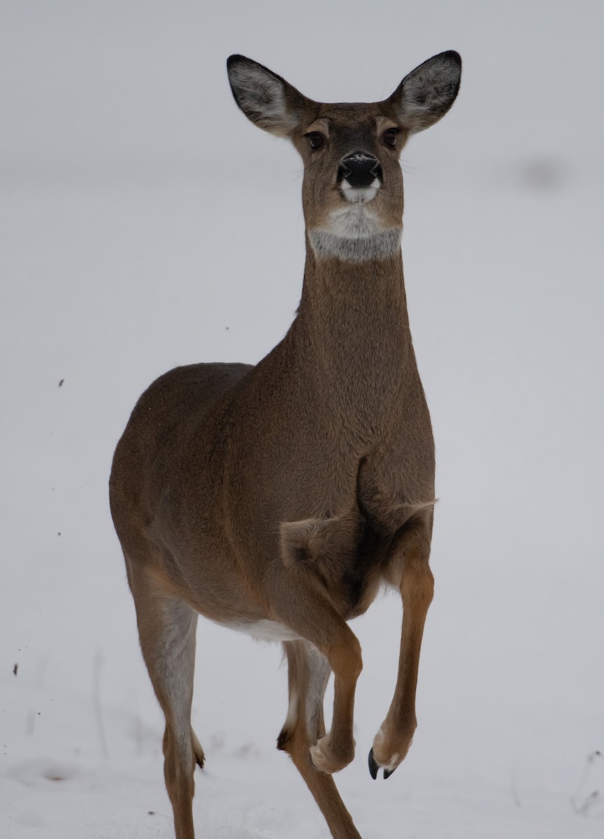 White-tailed Deer - ML646486133