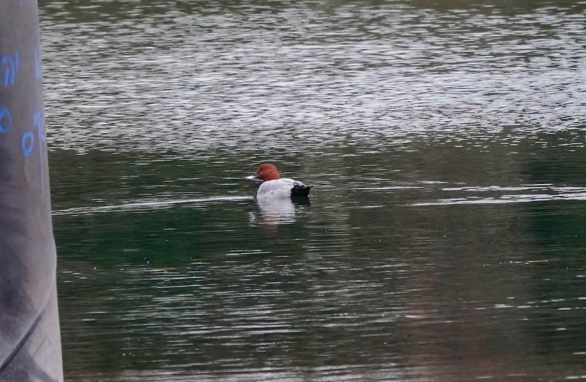 Moriglione - ML646486135