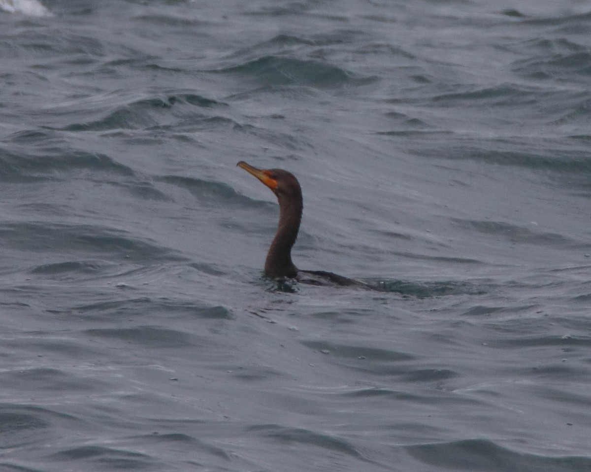 Kulaklı Karabatak - ML646486136