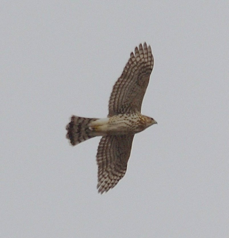Cooper's Hawk - ML646486138