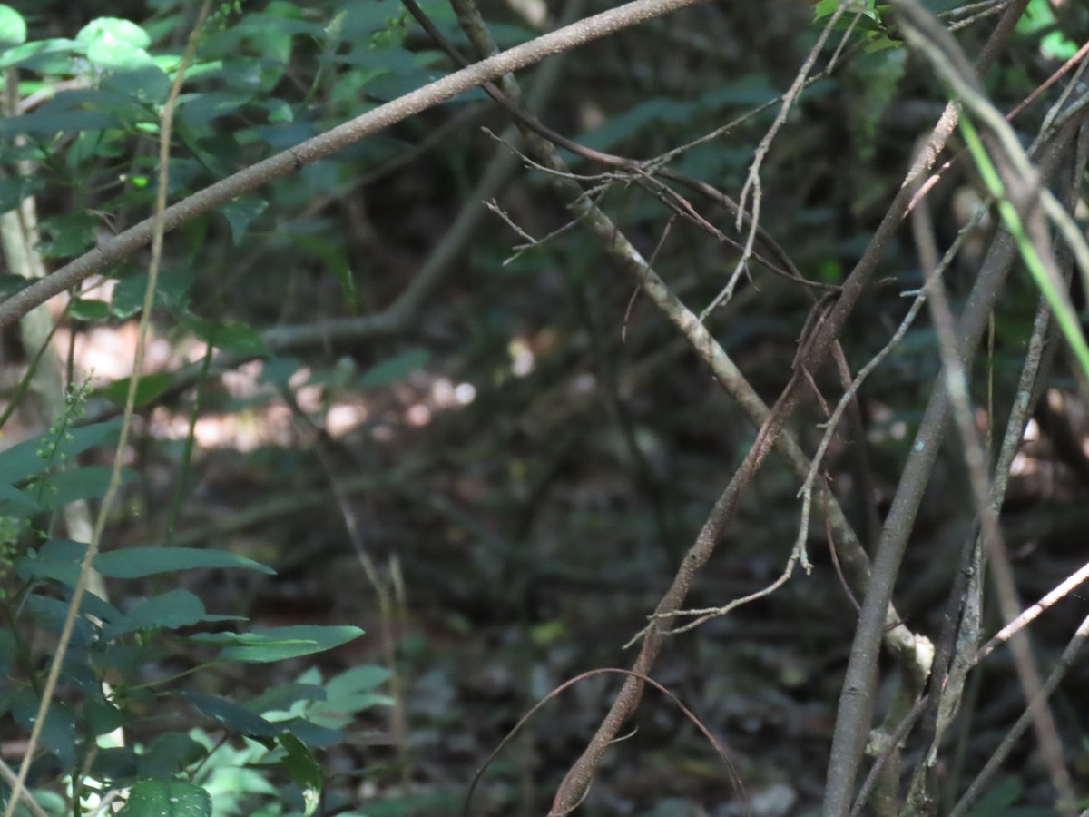 Black-breasted Buttonquail - ML646486139