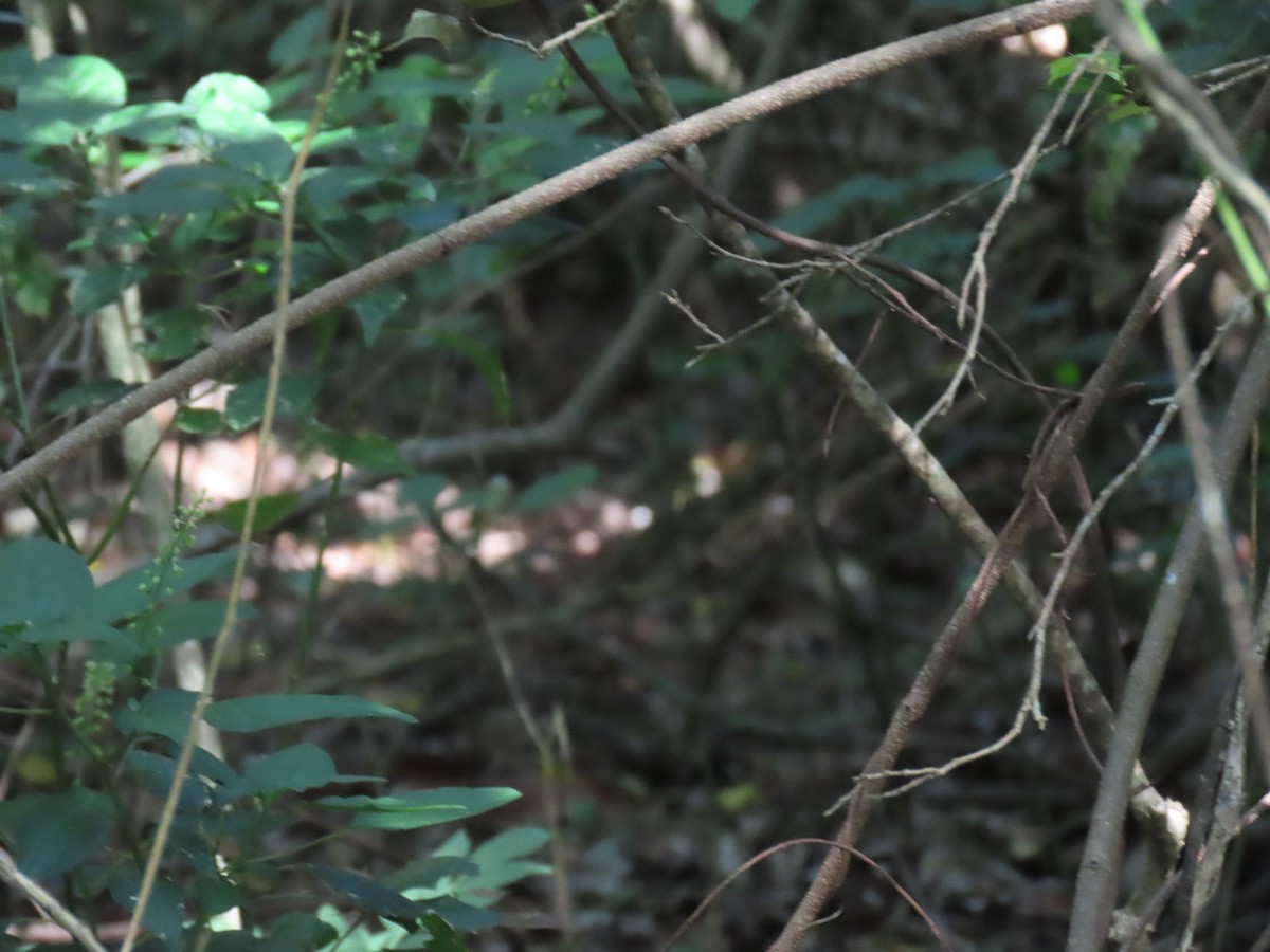 Black-breasted Buttonquail - ML646486141