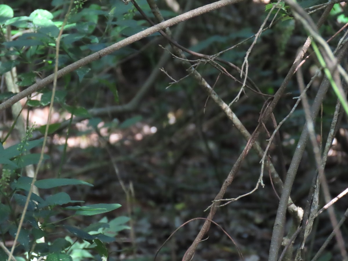 Black-breasted Buttonquail - ML646486143