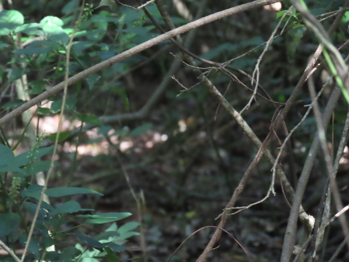 Black-breasted Buttonquail - ML646486144