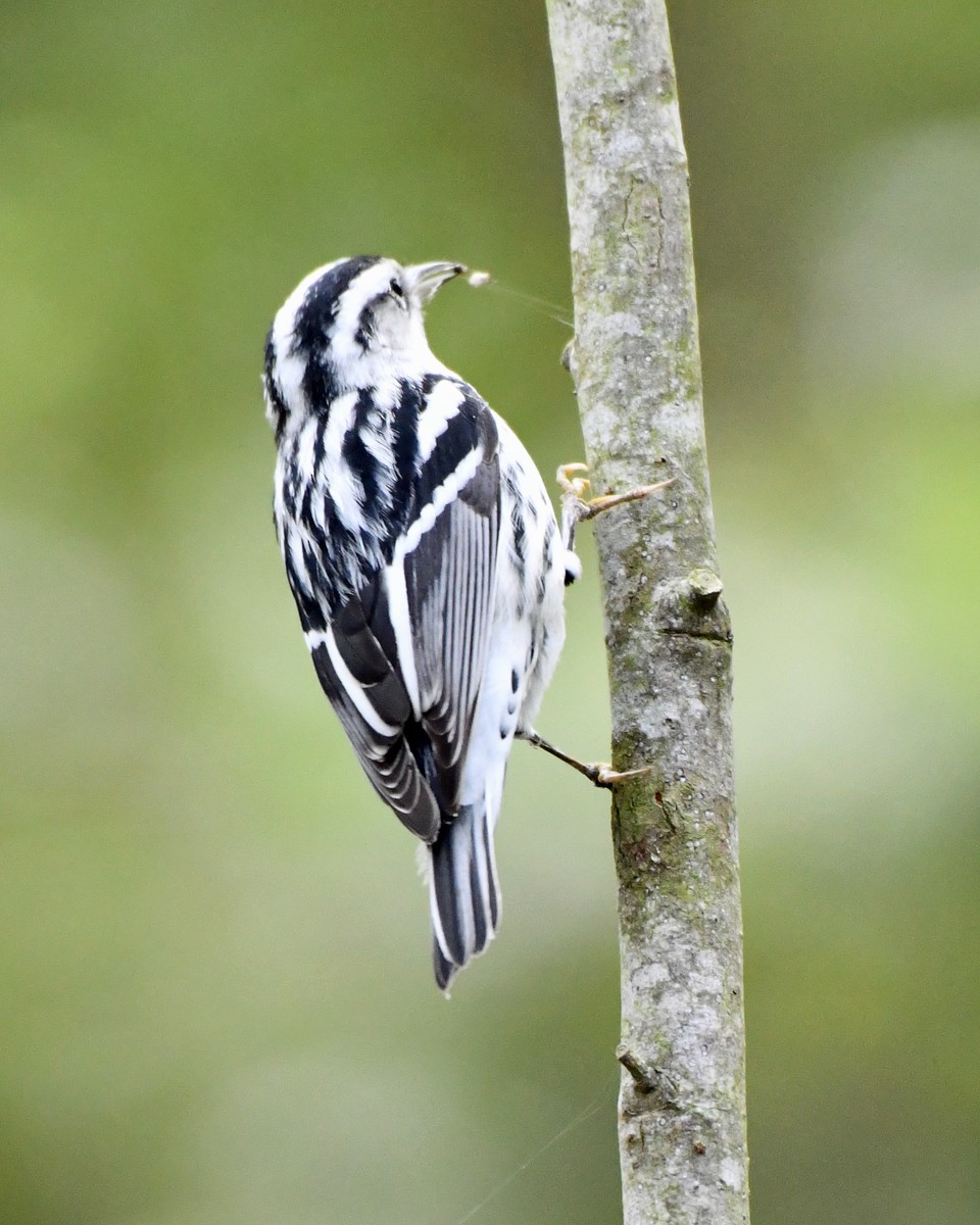 klatreparula - ML646486156