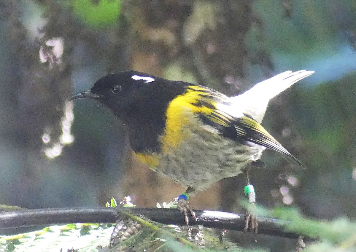 Stitchbird - ML646486157