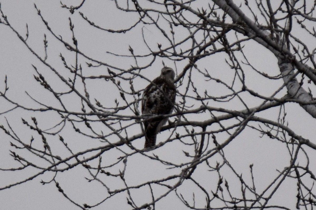 Red-tailed Hawk (Krider's) - ML646486159