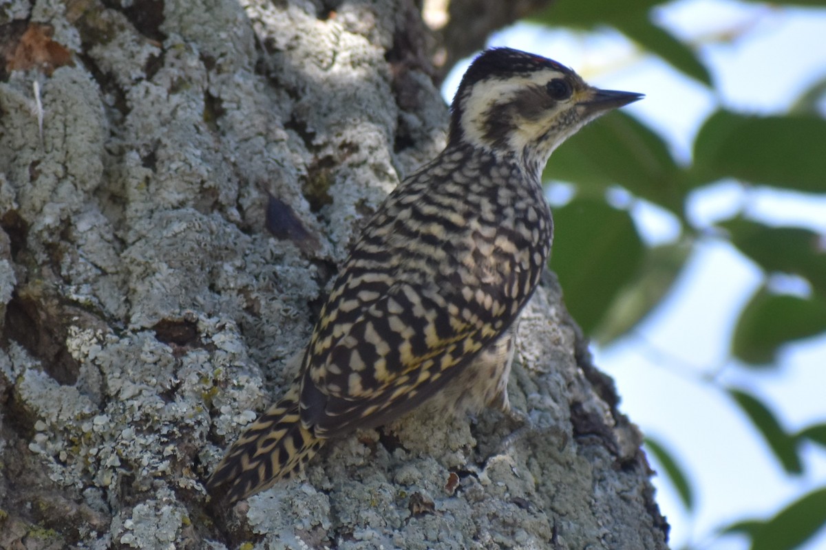 Полосатохвостый дятел - ML646486164