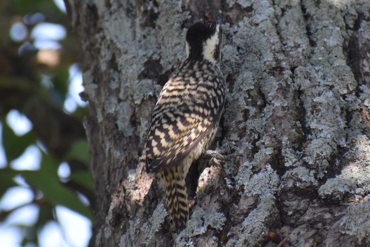 Полосатохвостый дятел - ML646486165