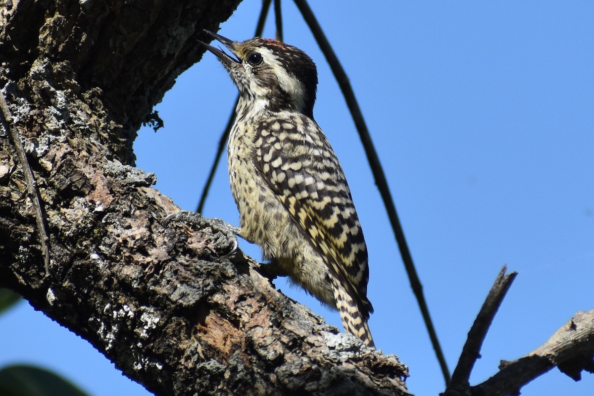 Полосатохвостый дятел - ML646486166