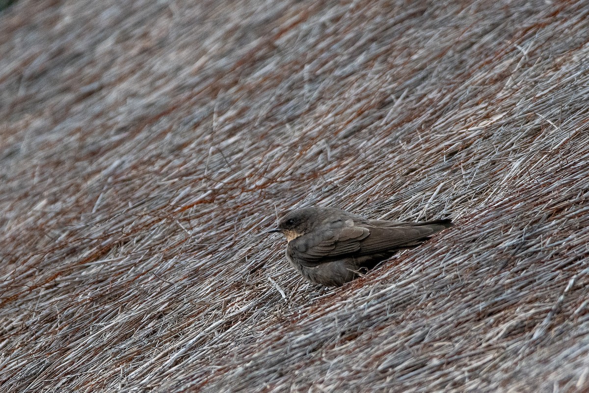 Red-throated Crag-Martin - ML646486167