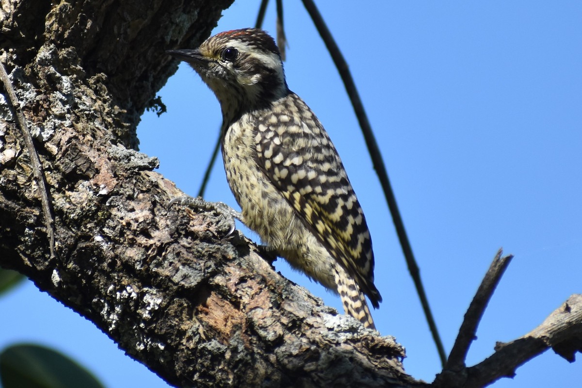 Полосатохвостый дятел - ML646486168