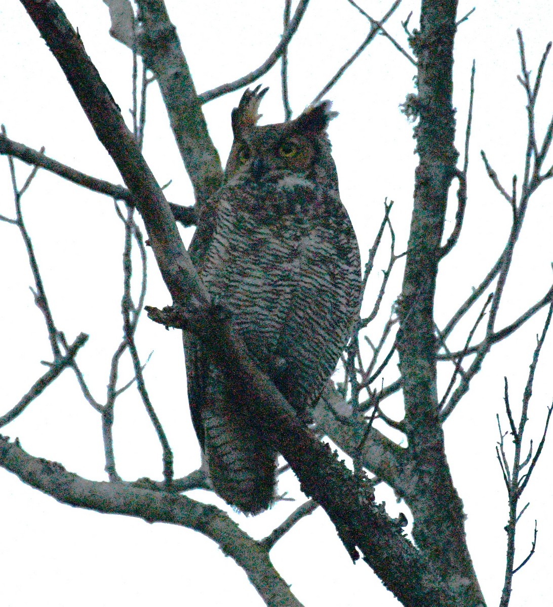 Great Horned Owl - ML646486172