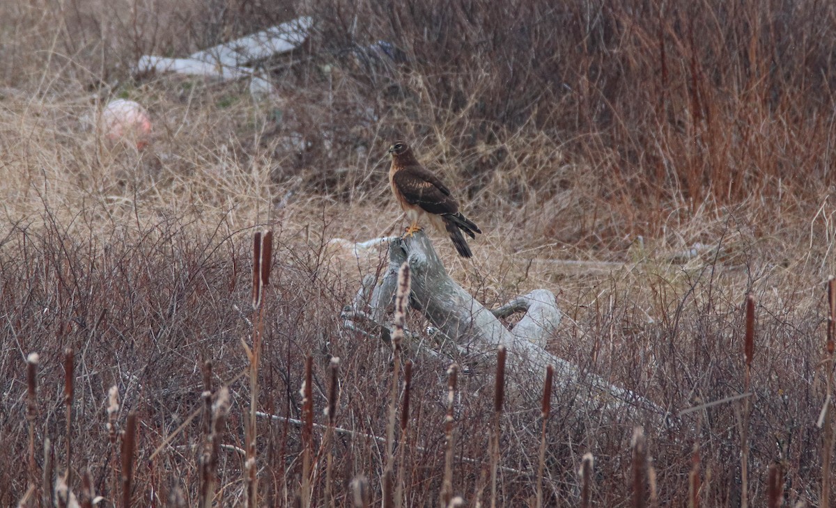 Amerika Delicesi - ML646486174