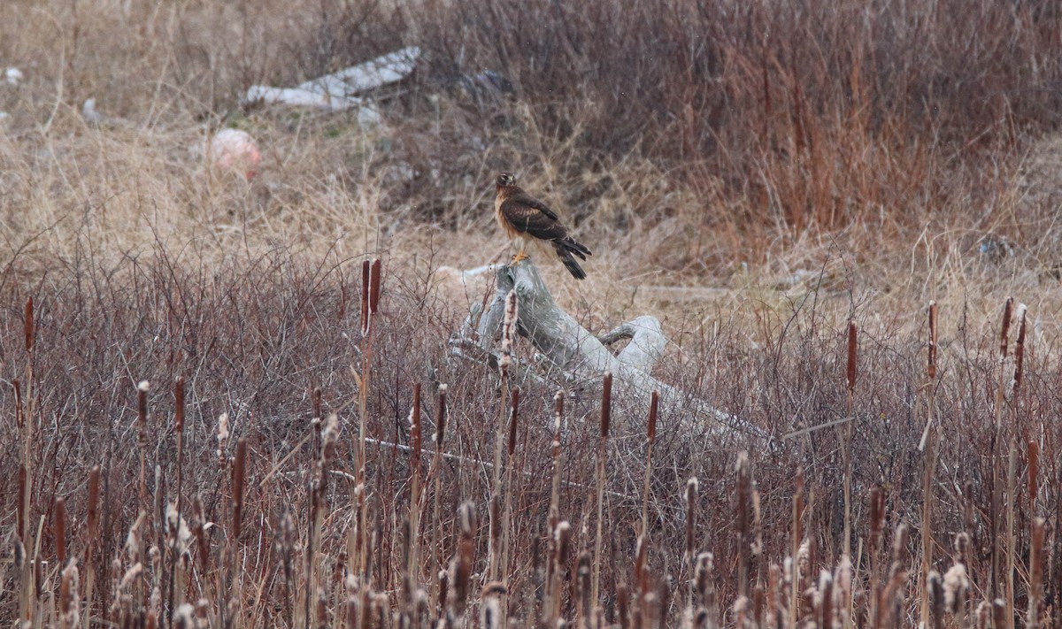 Amerika Delicesi - ML646486175