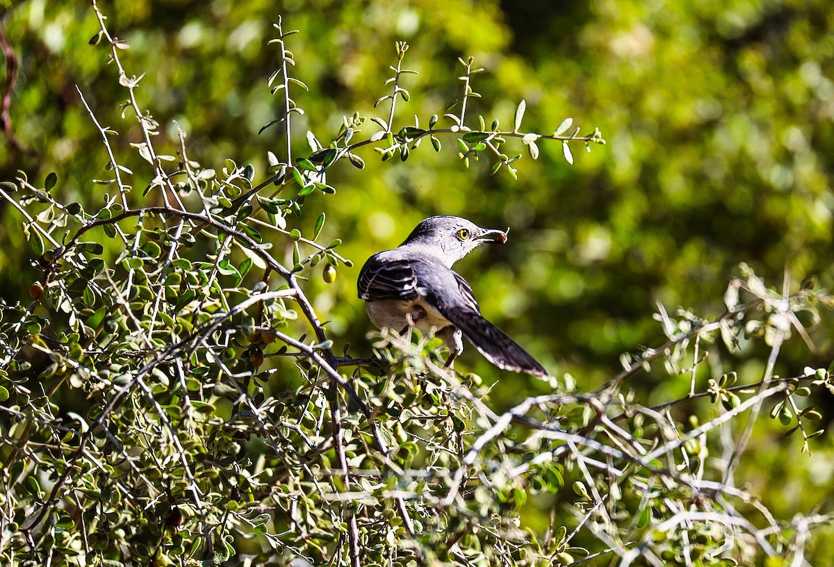 Northern Mockingbird - ML646486176