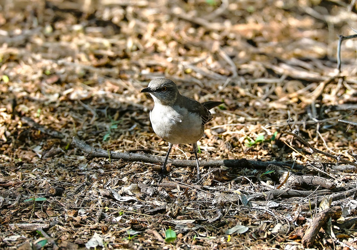 Northern Mockingbird - ML646486177