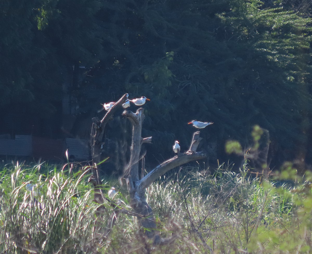 Royal Tern - ML646486179