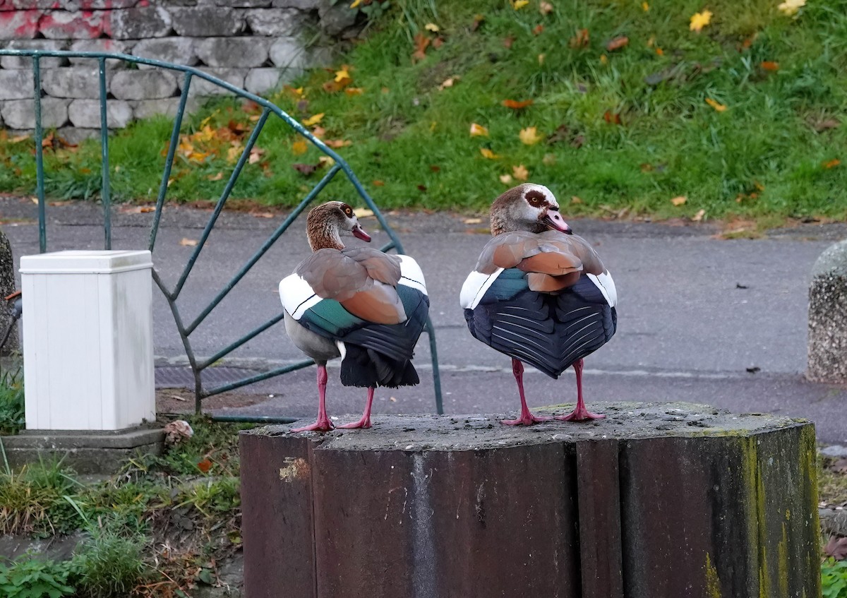 Oca egiziana - ML646486181