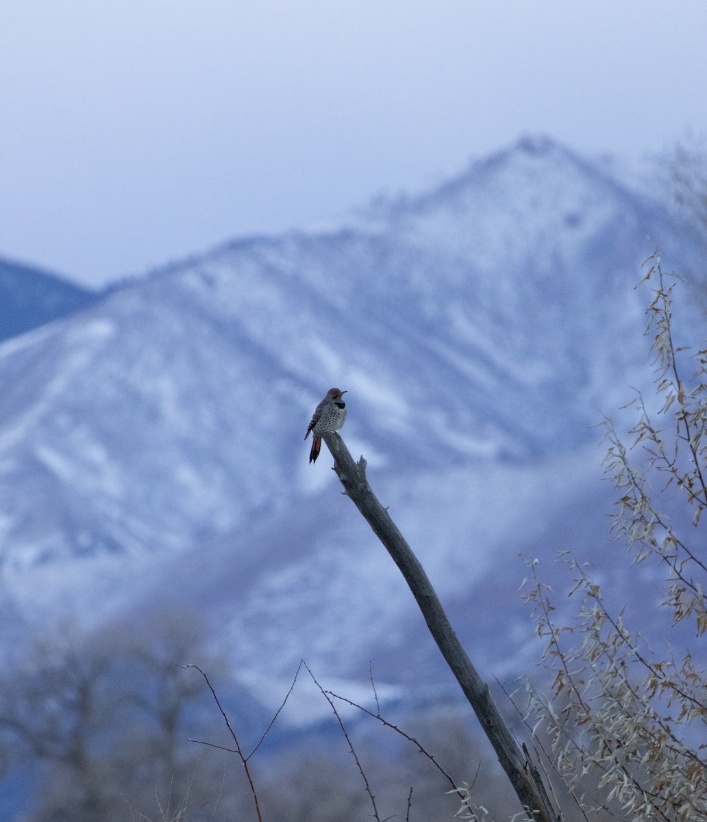 Northern Flicker - ML646486183