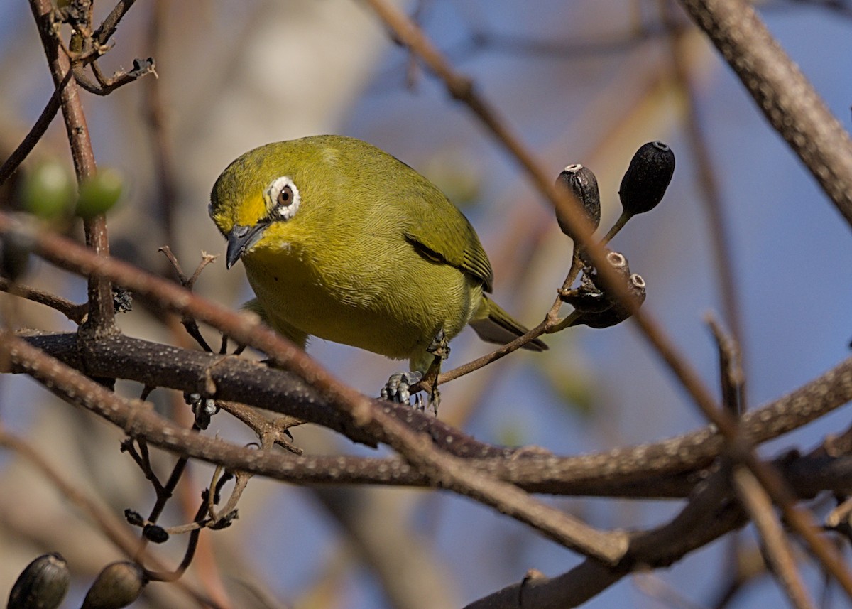 Cape White-eye - ML646486184