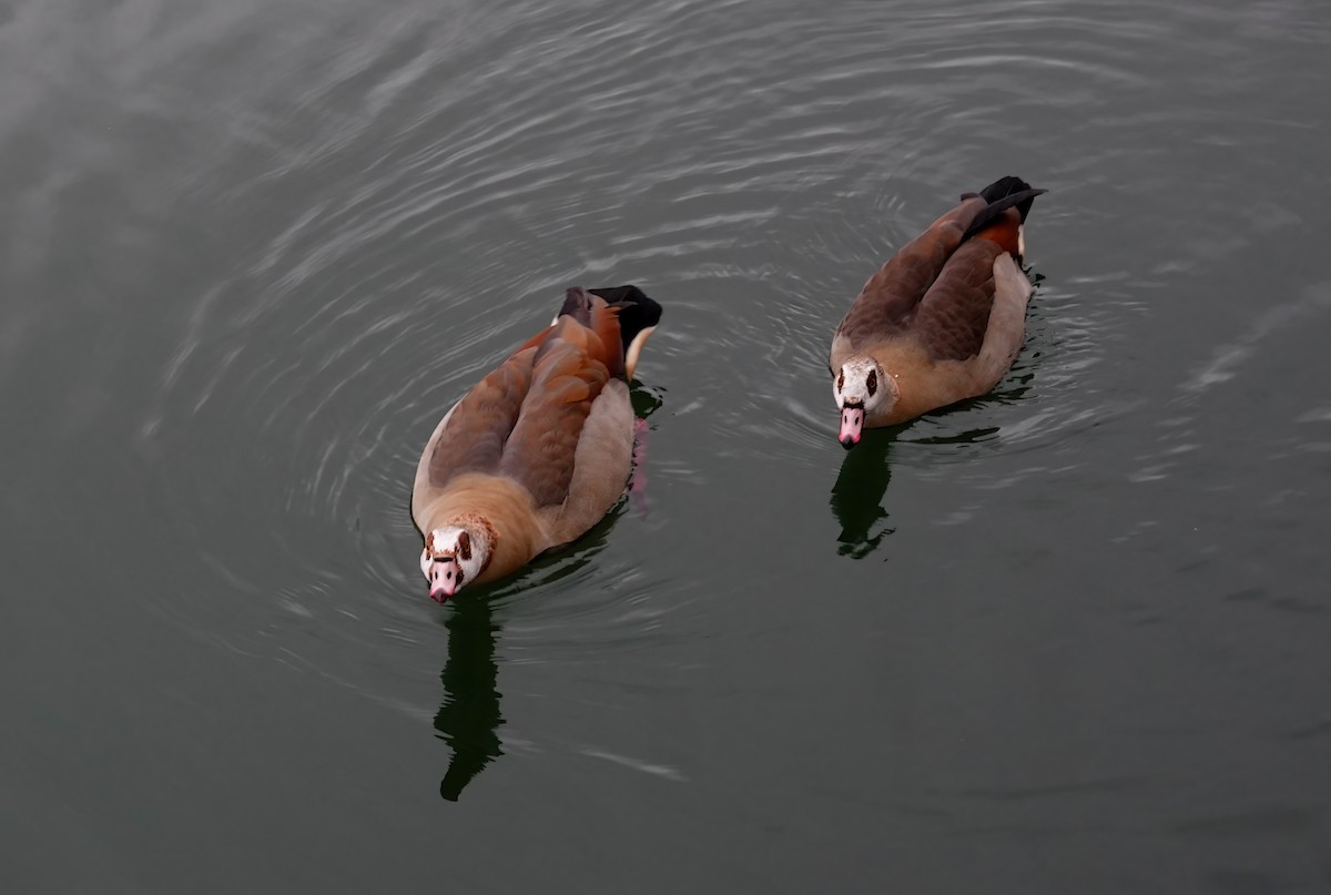 Oca egiziana - ML646486185