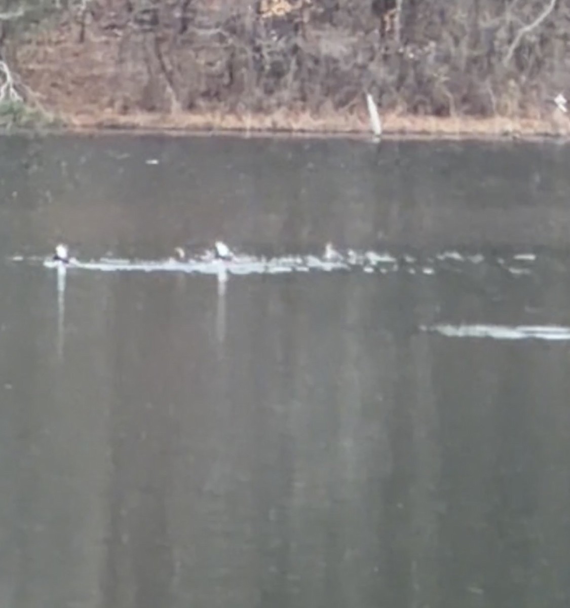 Hooded Merganser - ML646486186