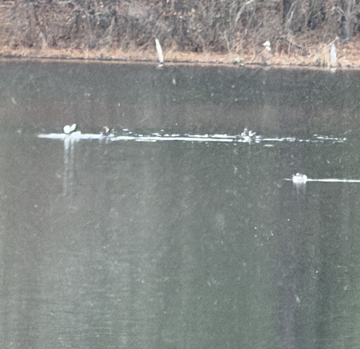 Hooded Merganser - ML646486187