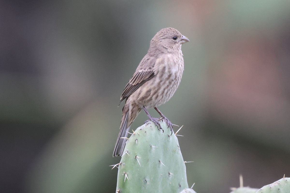 メキシコマシコ - ML646486188