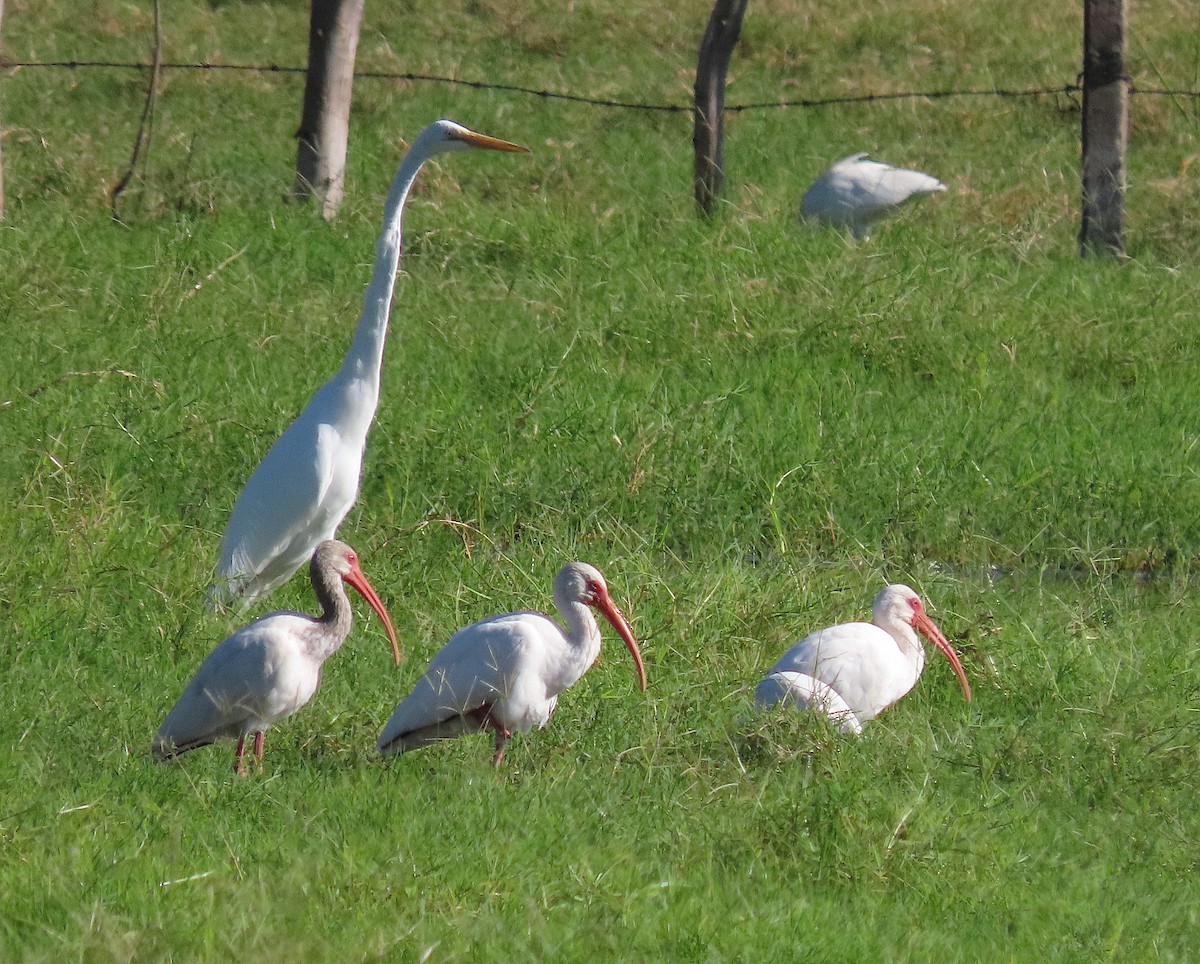 White Ibis - ML646486190