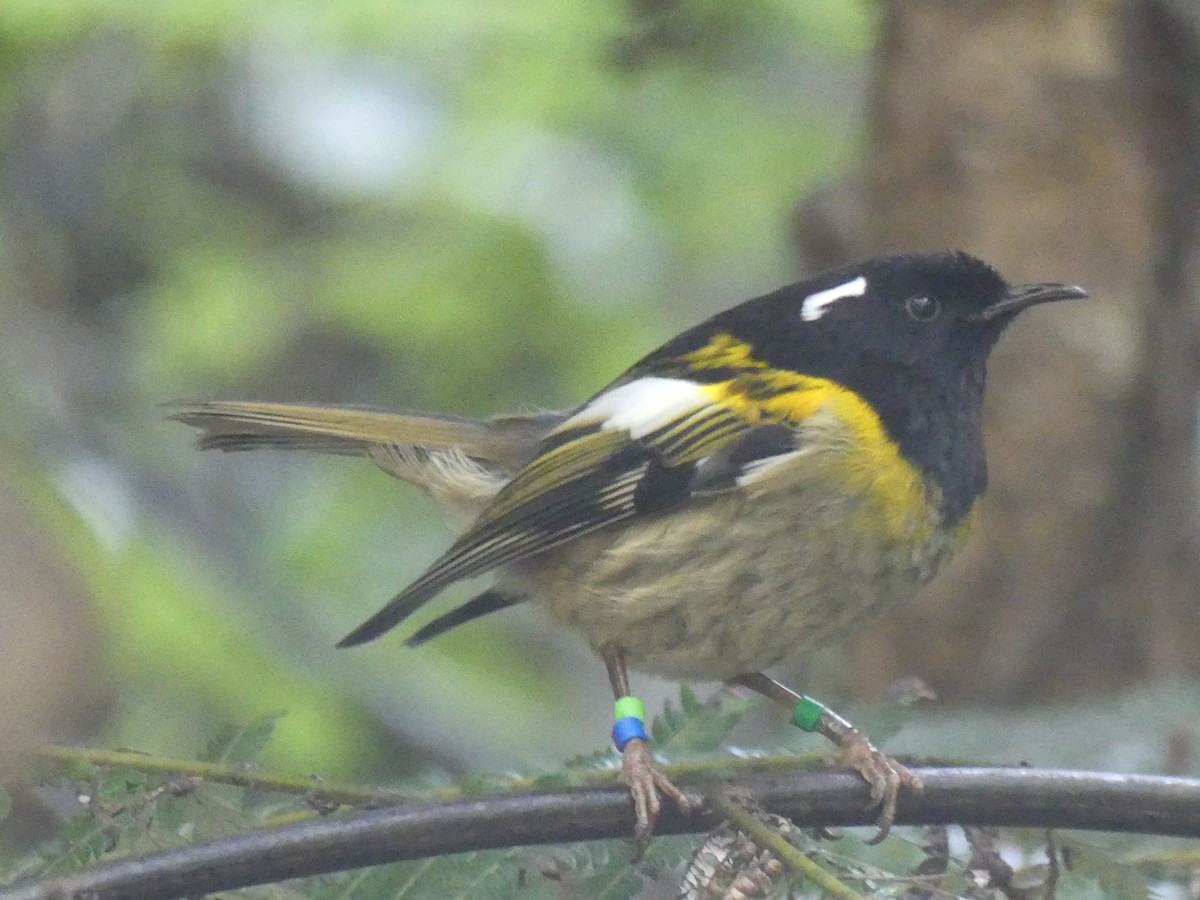 Stitchbird - ML646486191