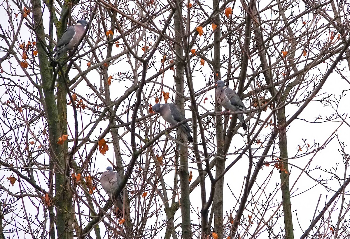 Colombaccio - ML646486198