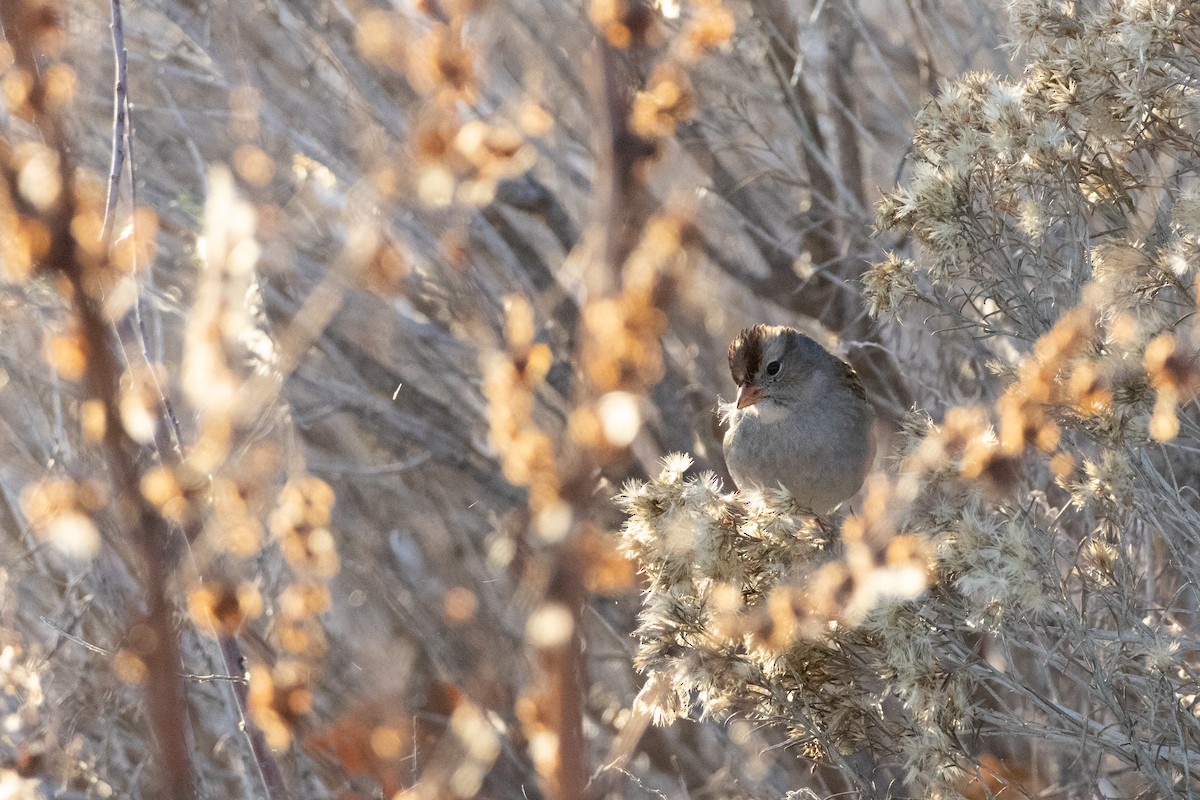 White-crowned Sparrow - ML646486202