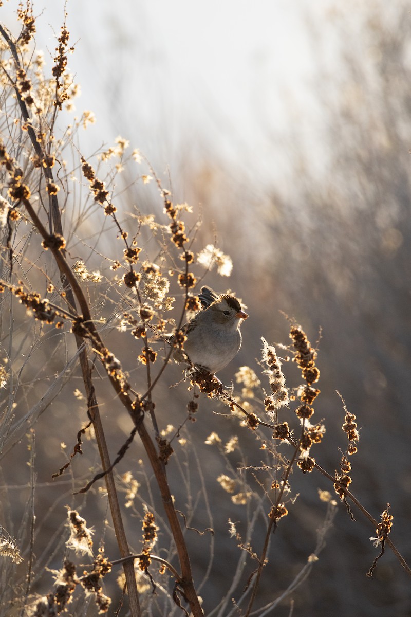 White-crowned Sparrow - ML646486206