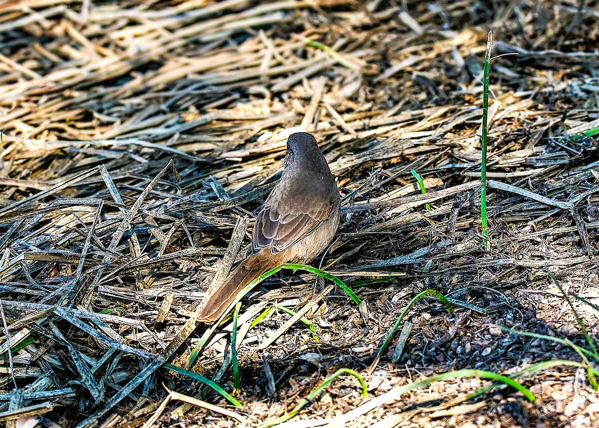 Abert's Towhee - ML646486210