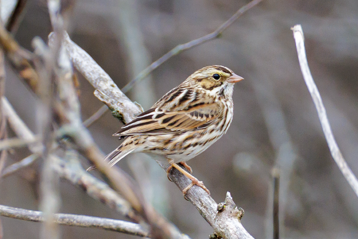 strnadec luční - ML646486211