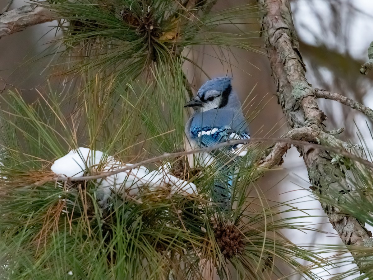 Blue Jay - ML646486212