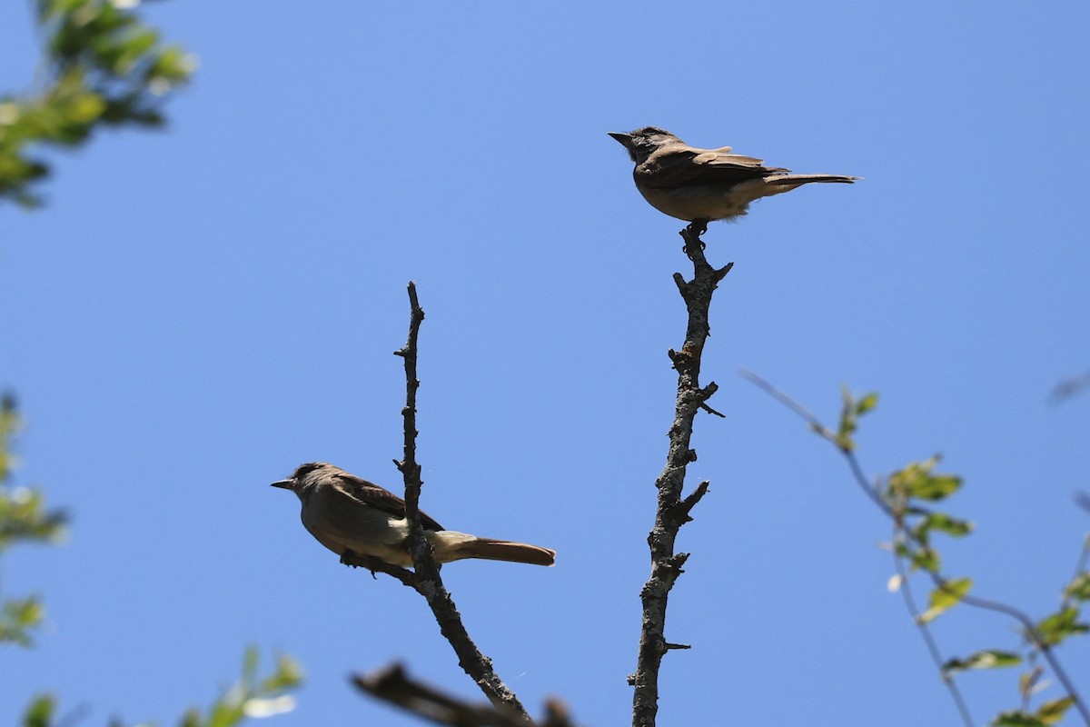 Crowned Slaty Flycatcher - ML646486213