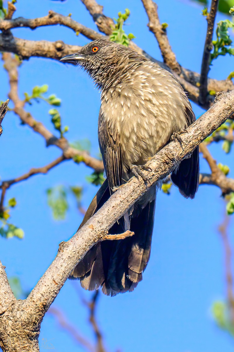 Arrow-marked Babbler - ML646486215