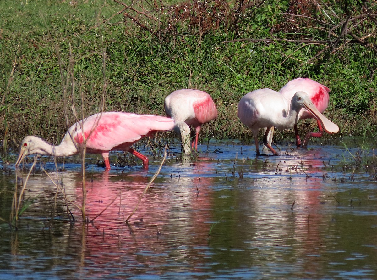 Roseate Spoonbill - ML646486216