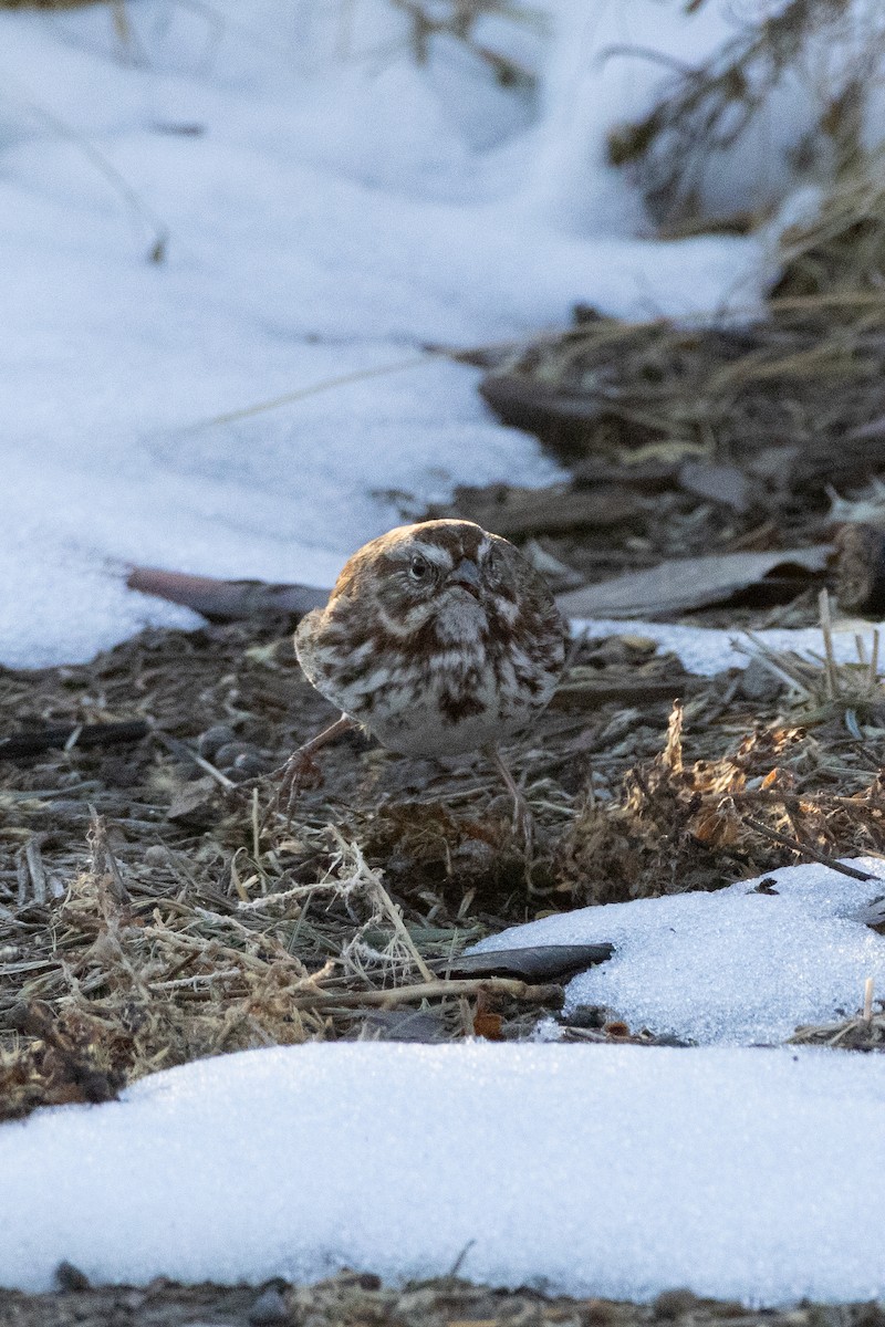 Song Sparrow - ML646486217