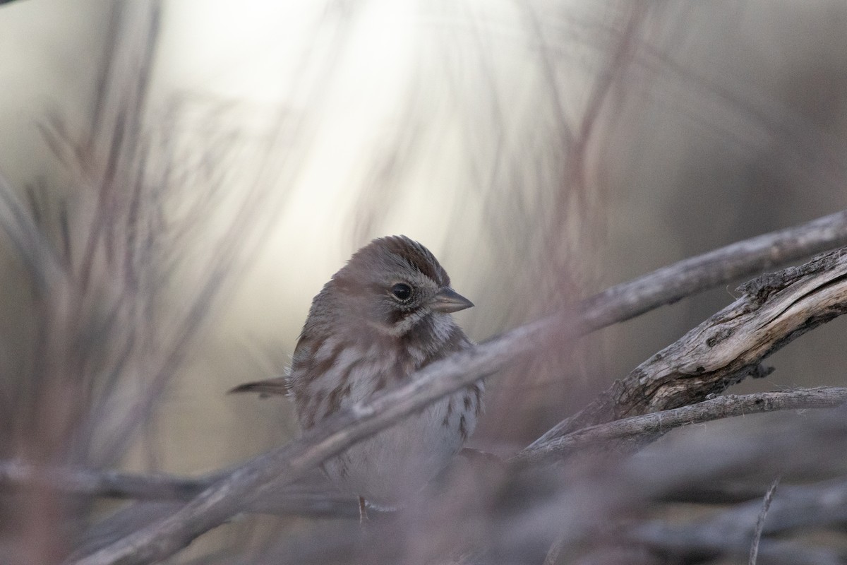 Song Sparrow - ML646486218