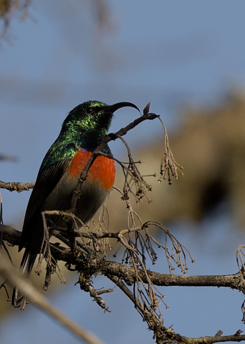 Greater Double-collared Sunbird - ML646486220
