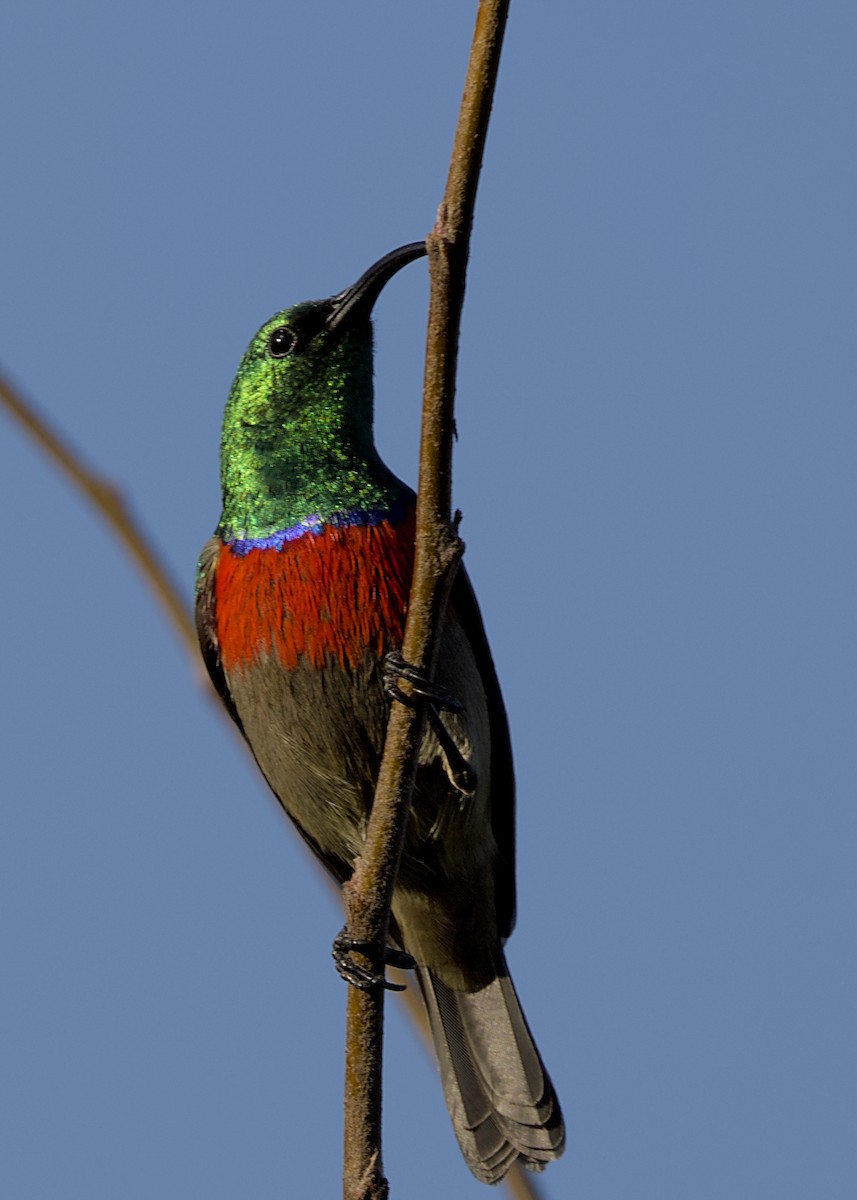 Greater Double-collared Sunbird - ML646486221